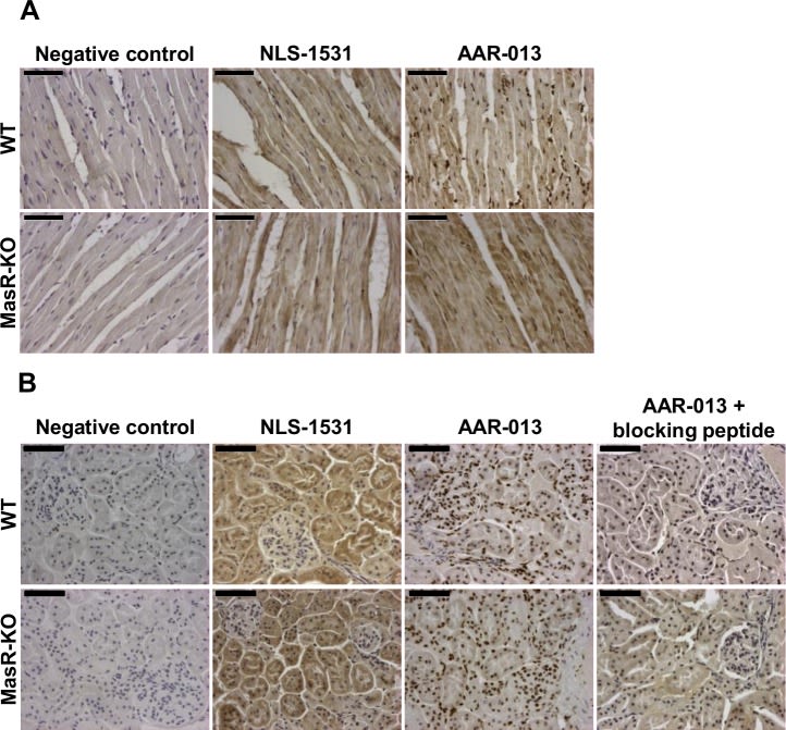 Mas Antibody - BSA Free