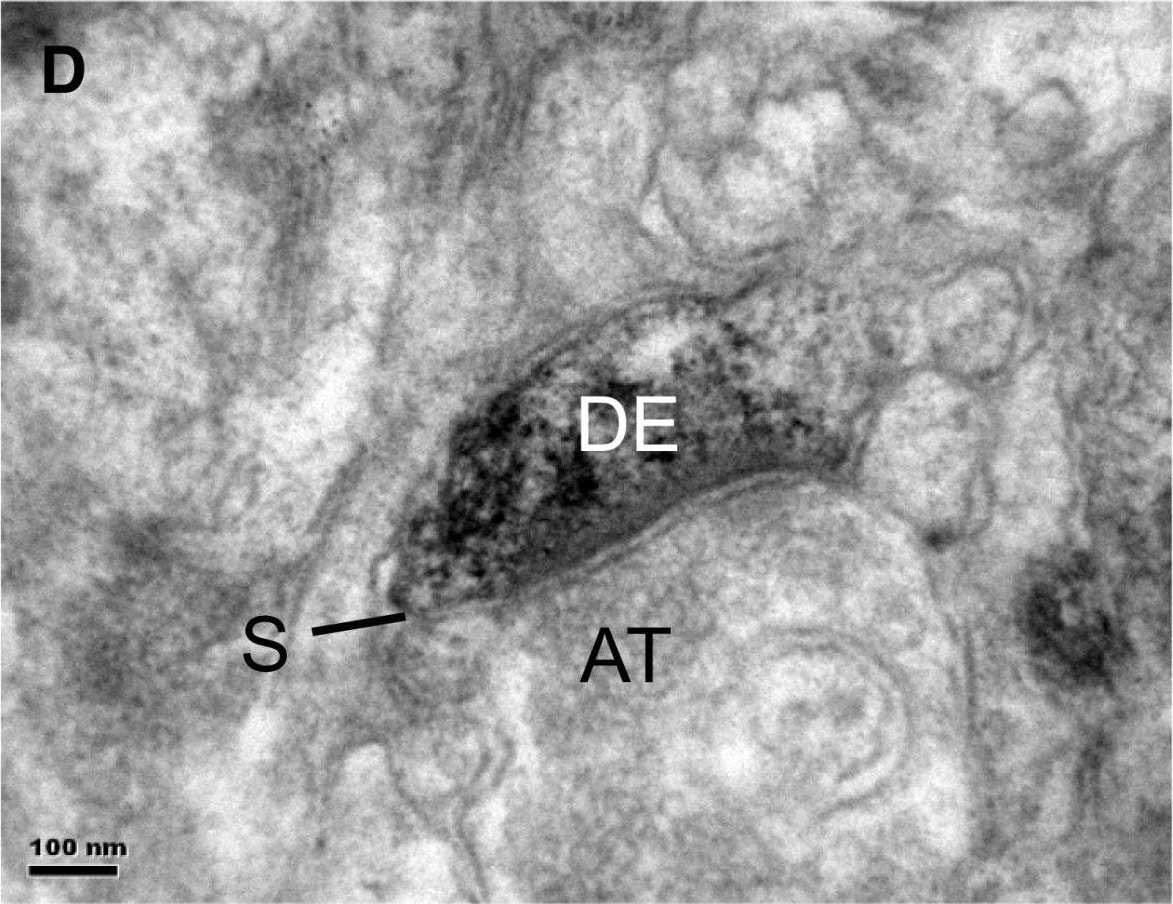 FPRL1/FPR2 Antibody - BSA Free