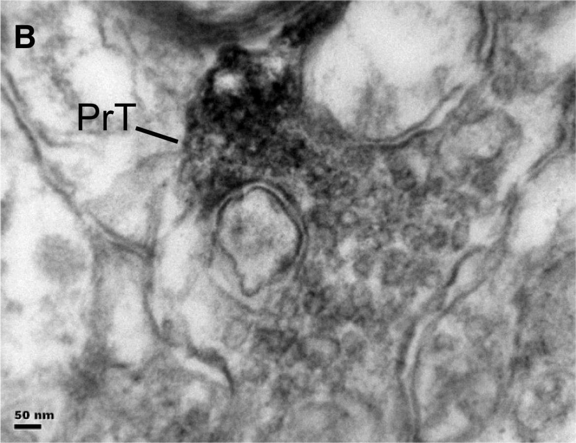 FPRL1/FPR2 Antibody - BSA Free