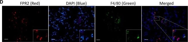 FPRL1/FPR2 Antibody - BSA Free