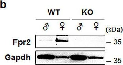 FPRL1/FPR2 Antibody - BSA Free