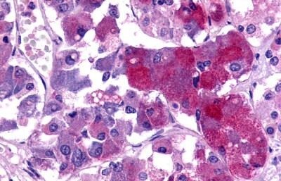 TAAR8 Antibody - BSA Free