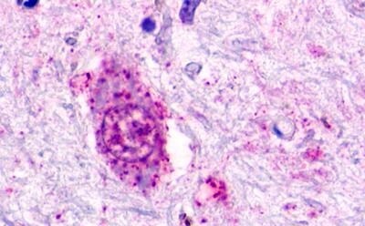GPR84 Antibody - BSA Free