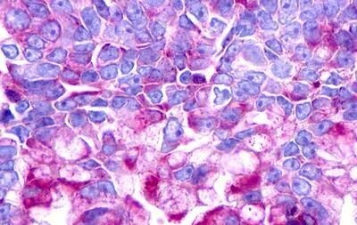Urotensin-II R/GPR14 Antibody - BSA Free