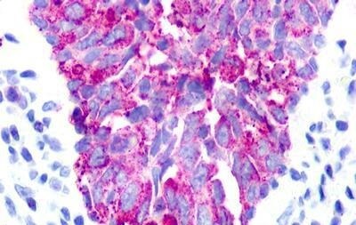 Urotensin-II R/GPR14 Antibody - BSA Free
