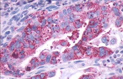 Dopamine D1R/DRD1 Antibody - BSA Free