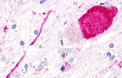 SREB3 Antibody - BSA Free