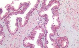 GPR160 Antibody - BSA Free