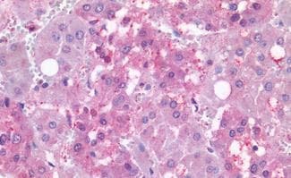 SF-1/NR5A1/Steroidogenic Factor 1 Antibody - BSA Free
