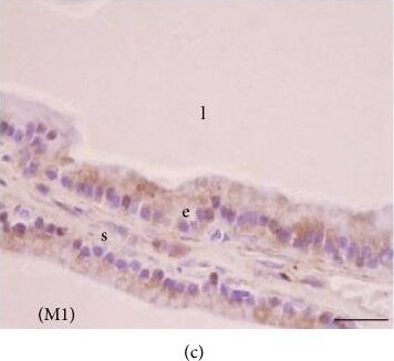 Melatonin Receptor 1B Antibody - BSA Free