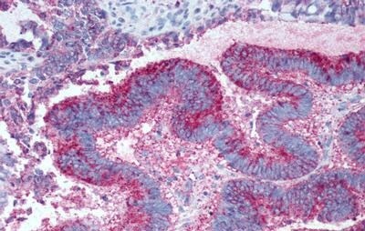 GPR19 Antibody - BSA Free