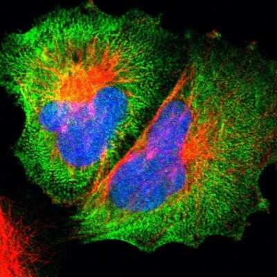 Immunocytochemistry/ Immunofluorescence: non-muscle Myosin IIA Antibody [NBP1-85244]