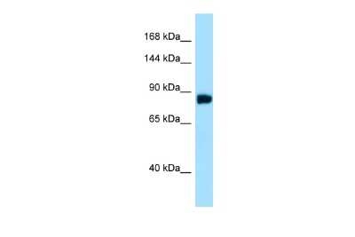 Western Blot: noxin Antibody [NBP2-87937]