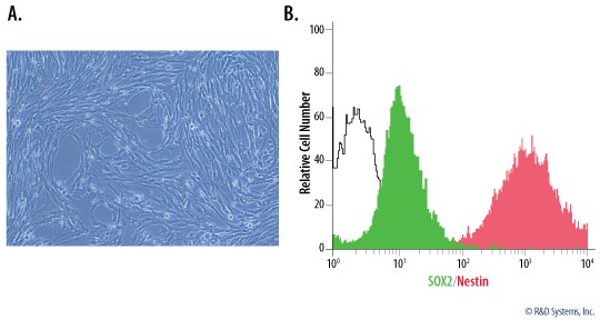Rat Cortical Stem Cells Express Nestin and SOX2