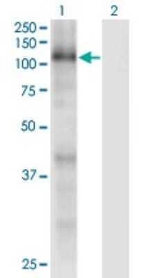 Western Blot: p107 Antibody (1A5) [H00005933-M01]