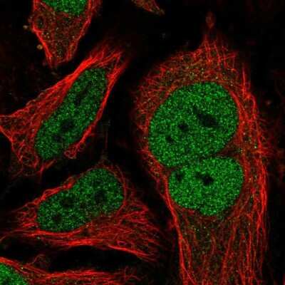 Immunocytochemistry/ Immunofluorescence: p107 Antibody [NBP2-33735]