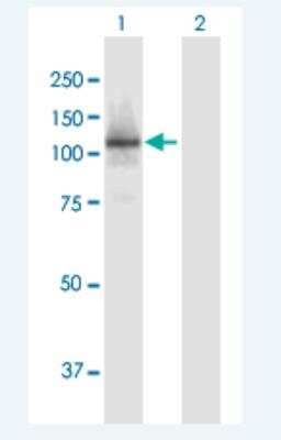 Western Blot: p107 Antibody [H00005933-B01P-50ug]
