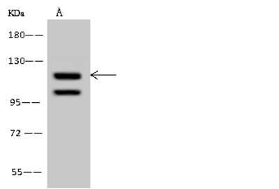 Western Blot: p107 Antibody [NBP2-97802]