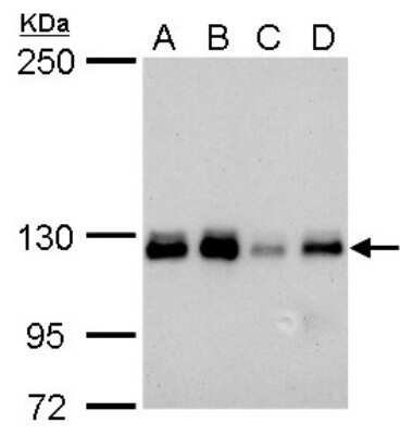 Western Blot: p114RhoGEF Antibody (1972) [NBP2-43546]