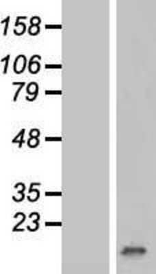 Western Blot: p15INK4b/CDKN2B Overexpression Lysate [NBP2-10514]