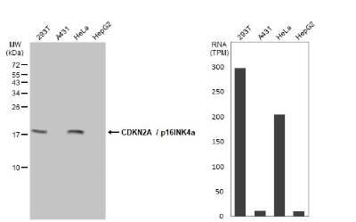 Western Blot: p16INK4a/CDKN2A Antibody (GT888) [NBP3-13670]