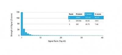 Protein Array: p21/CIP1/CDKN1A Antibody (CIP1/4377R) [NBP3-07215]