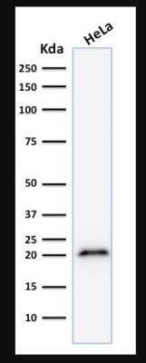 Western Blot: p21/CIP1/CDKN1A Antibody (CIP1/823) [NBP2-44527]