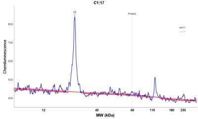 Simple Western: p21/CIP1/CDKN1A Antibody (DCS-60.2)Azide and BSA Free [NBP2-47781]
