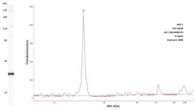 Simple Western: p21/CIP1/CDKN1A Antibody (DCS-60.2)Azide and BSA Free [NBP2-47781]