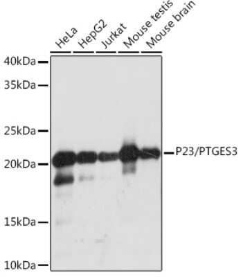 Western Blot: p23/PTGES3 Antibody (10M9W8) [NBP3-16586]