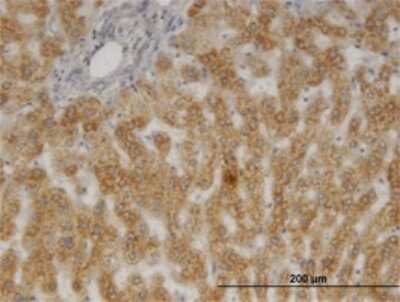 Immunohistochemistry-Paraffin: p23/PTGES3 Antibody (3H1-2A8) [H00010728-M01]