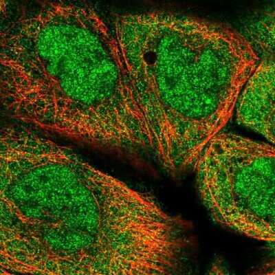 Immunocytochemistry/ Immunofluorescence: p23/PTGES3 Antibody [NBP1-85485]