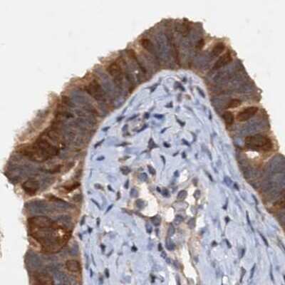 Immunohistochemistry-Paraffin: p23/PTGES3 Antibody [NBP1-85485]