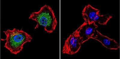 Immunocytochemistry/ Immunofluorescence: p23/PTGES3 Antibody (JJ3) [NB300-576]