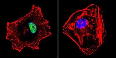 Immunocytochemistry/ Immunofluorescence: p23/PTGES3 Antibody (JJ3) [NB300-576]