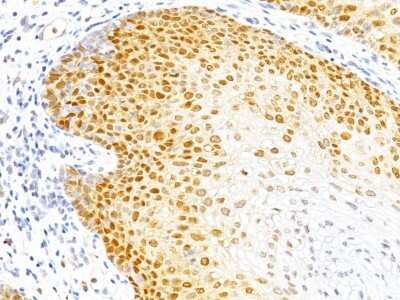 Immunohistochemistry-Paraffin: p27/Kip1 Antibody (DCS-72.F6) [NBP2-44496]