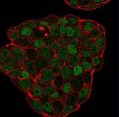 Immunocytochemistry/ Immunofluorescence: p27/Kip1 Antibody (KIP1/769) - Azide and BSA Free [NBP2-47769]