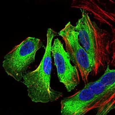 Immunocytochemistry/ Immunofluorescence: p38 alpha Antibody (8G4D11) - BSA Free [NBP2-37378]