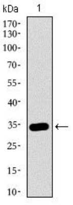 Western Blot: p38 alpha Antibody (8G4D11)BSA Free [NBP2-37378]
