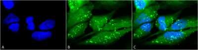 Immunocytochemistry/ Immunofluorescence: p38 alpha Antibody [NB110-96907]