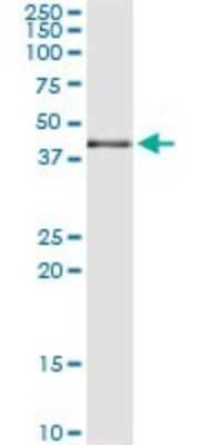 Immunoprecipitation: p38 delta/SAPK4 Antibody (2B6) [H00005603-M09]