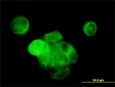 Immunocytochemistry/ Immunofluorescence: p38 delta/SAPK4 Antibody (2D8) [H00005603-M02]