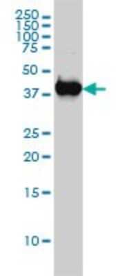 Western Blot: p38 delta/SAPK4 Antibody (2D8) [H00005603-M02]