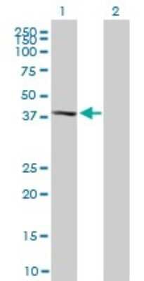 Western Blot: p38 delta/SAPK4 Antibody (2D8) [H00005603-M02]