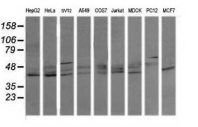 Western Blot: p38 delta/SAPK4 Antibody (OTI12B2)Azide and BSA Free [NBP2-73188]