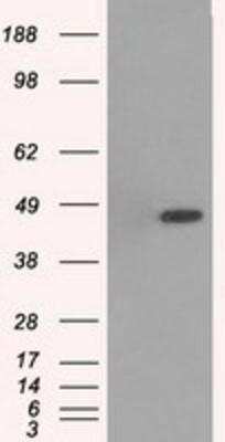 Western Blot: p38 gamma/SAPK3 Antibody (OTI10E1) [NBP1-47852]