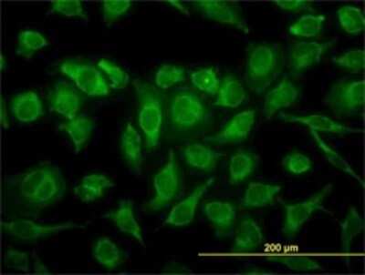 Immunocytochemistry/ Immunofluorescence: p38 gamma/SAPK3 Antibody (1B3) [H00006300-M05]