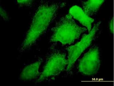 Immunocytochemistry/ Immunofluorescence: p38 gamma/SAPK3 Antibody (1G3) [H00006300-M06]