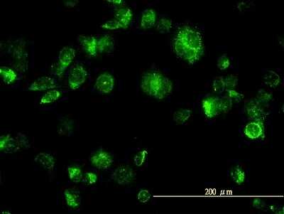 Immunocytochemistry/ Immunofluorescence: p38 gamma/SAPK3 Antibody (2C1) [H00006300-M04]