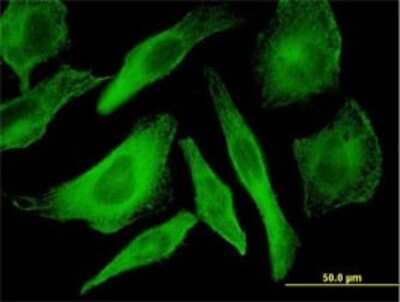 Immunocytochemistry/ Immunofluorescence: p38 gamma/SAPK3 Antibody (4F4-3D2) [H00006300-M01]